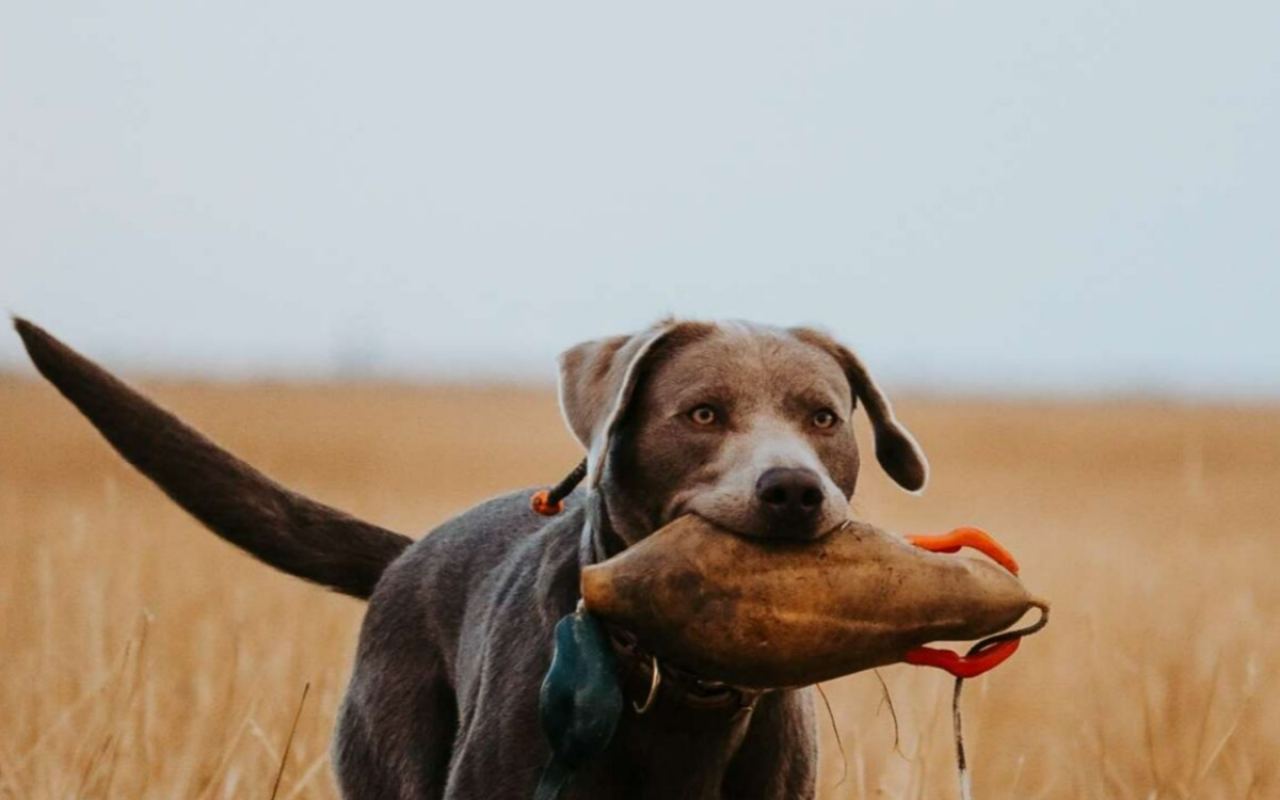 The Great Plains Kennels — website preview